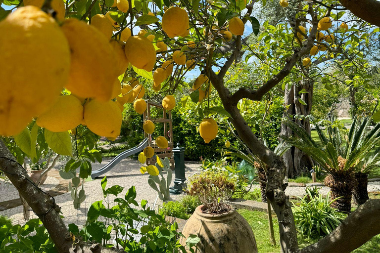 Sorrento&#039;s Tasty Garden: Kochkurs mit FleischmenüVegetarisches Menü