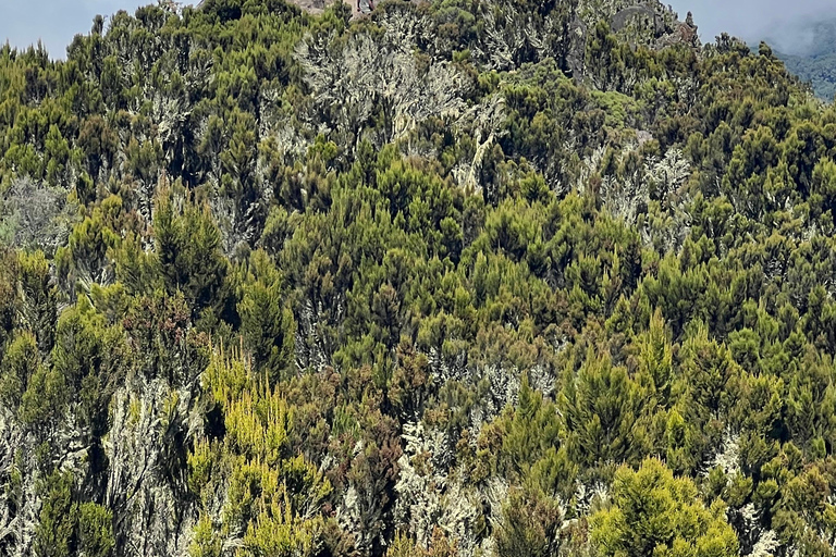 Machame Route: Kilimandscharo-Besteigung (7-Tage)