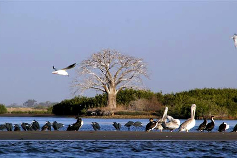Sine Saloum Adventure from Dakar with canoe & overnight stay Sine Saloum getaway from Dakar with canoe & overnight stay