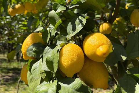 Sorrento: Gluten-Free Cooking Class with a Professional Chef