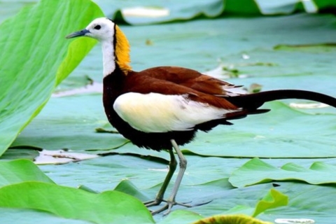 Muthurajawela: Excursión de observación de aves de los humedales desde Colombo
