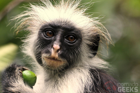 Zanzibar: Jozani Forest for red colubus monkeys visit