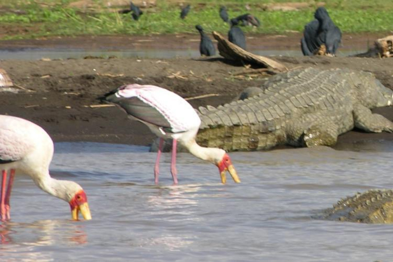 Arba Minch: 3-Day Lake Chamo & Dorze Village Tour