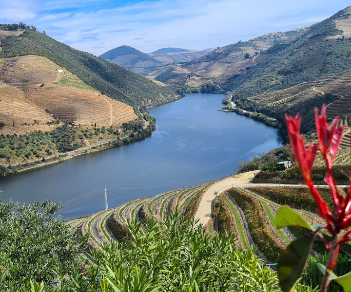 From Peso da Régua: Visit 3 wineries, tasting and viewpoint