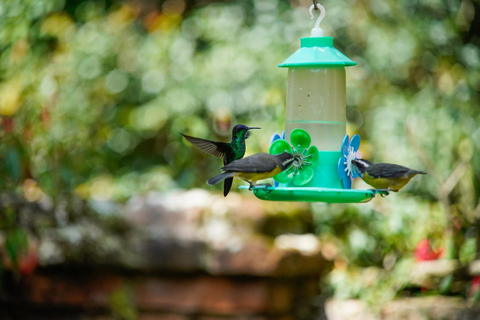 São Paulo: Monte Alegre do Sul Birdwatching Day Trip