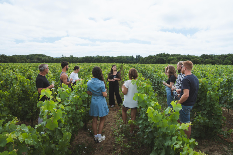 Nantes: Vineyard tour by van (2 hours)