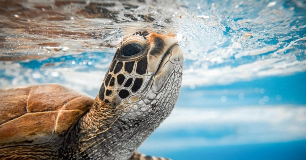 Tonga Turtle Private Rarotonga Turtle Tour - 2026 (Verified Reviews)