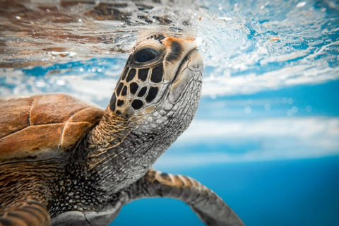 Rarotonga Swim With The Turtles
