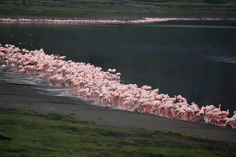 Abijata–Shalla Lakes 2-Day Birdwatching & Wildlife Tour