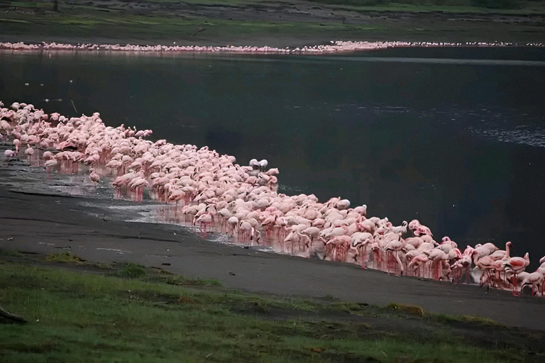 Abijata–Shalla Lakes 2-Day Birdwatching & Wildlife Tour
