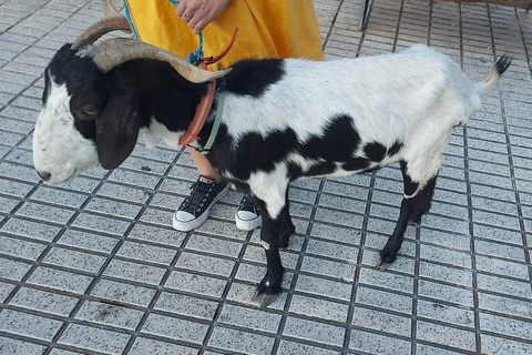 Safari privado por la campiña dominicana y inmersión culturalPrivado: safari por la campiña dominicana e inmersión cultural