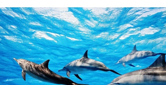 Fuerteventura: Whale & Dolphin Watching Boat Tour with Guide