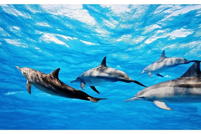 Fuerteventura : Tour en bateau avec guide pour l'observation des baleines et des dauphins
