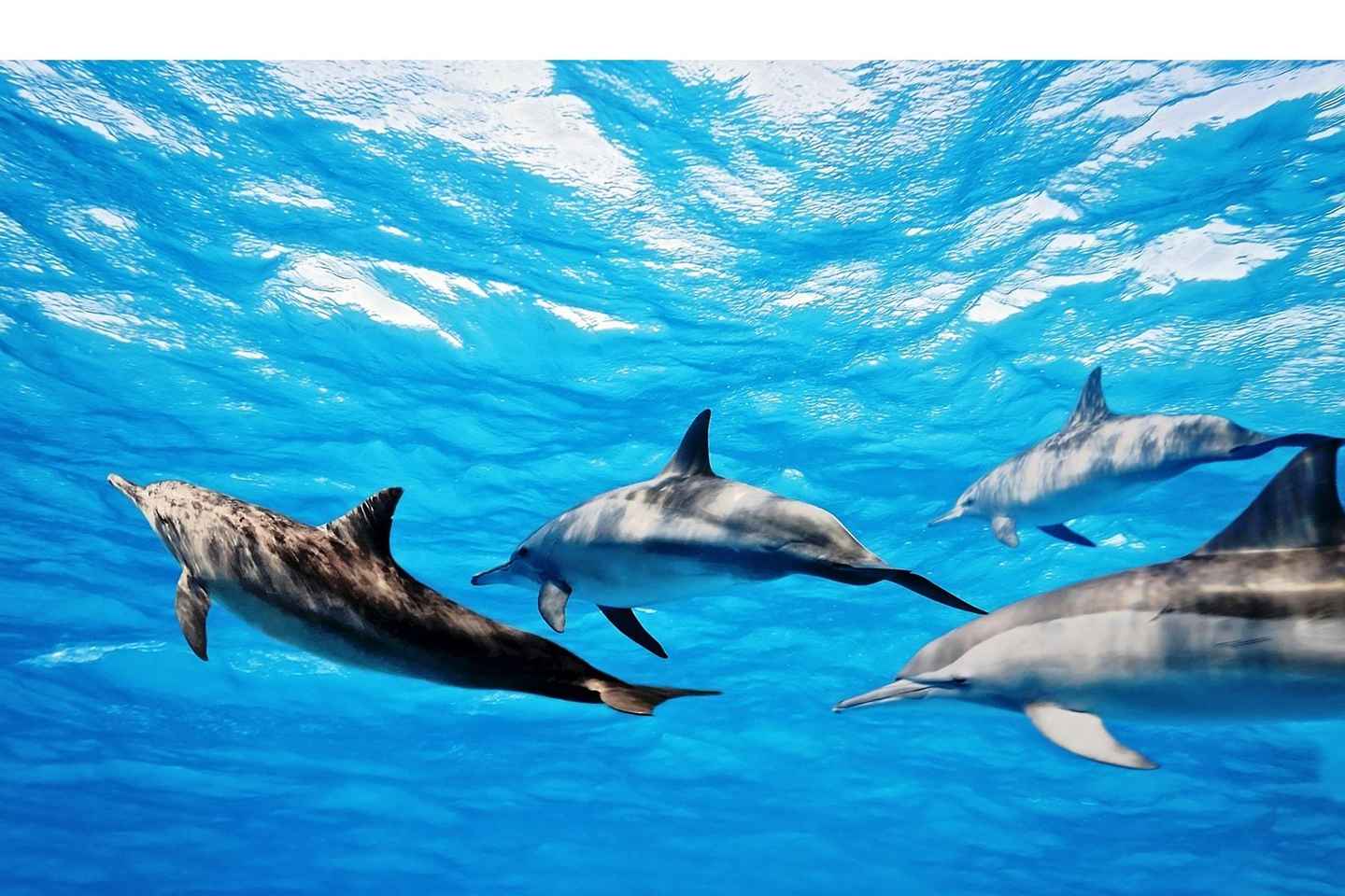 Fuerteventura: Tour en Barco para Avistamiento de Ballenas y Delfines con Guía