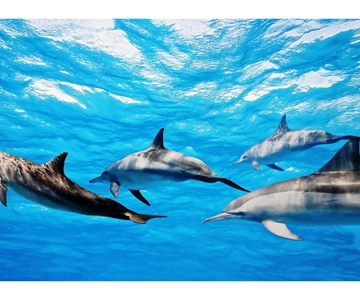Fuerteventura: Whale & Dolphin Watching Boat Tour with Guide