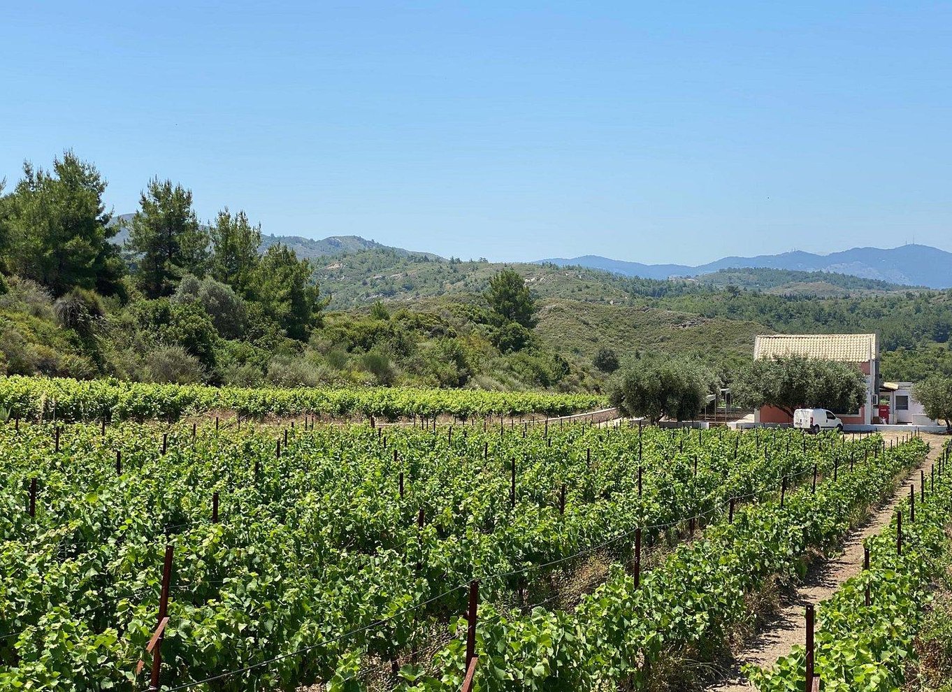 Rhodos: Rundvisning på vingård og vinsmagning