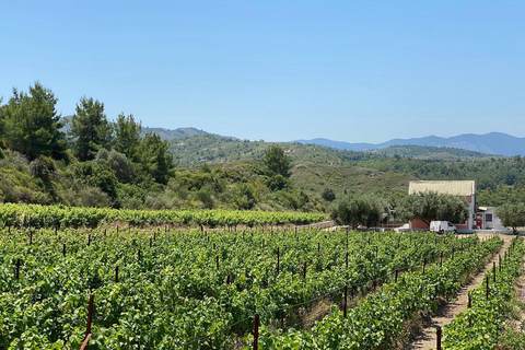 Rodas: Visita a Bodegas y Degustación