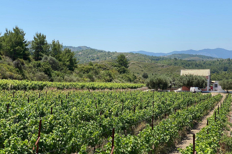 Rodas: Visita a Bodegas y Degustación