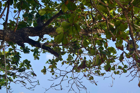 Similan Catamaran Small Group Day Tour From Phuket/Khao Lak