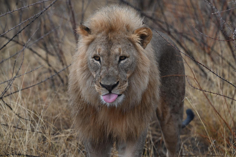 Windhoek: 3-Day Guided Safari in Etosha with Lodge