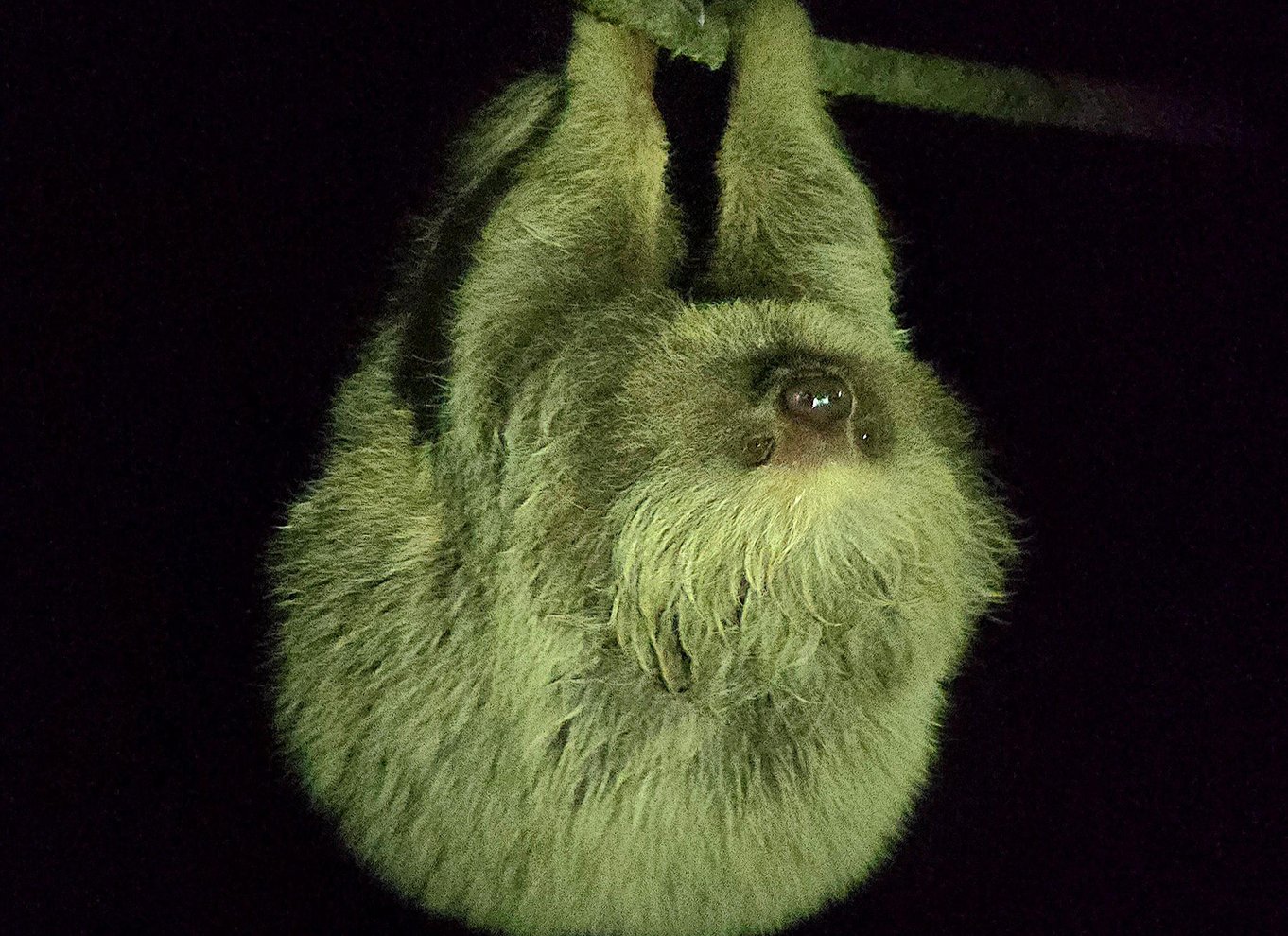 Monteverde: Aftentur i den tropiske skov