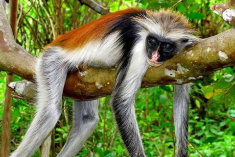 PARQUE NACIONAL DA FLORESTA DE JOZANI E QUINTA DE ESPECIARIAS