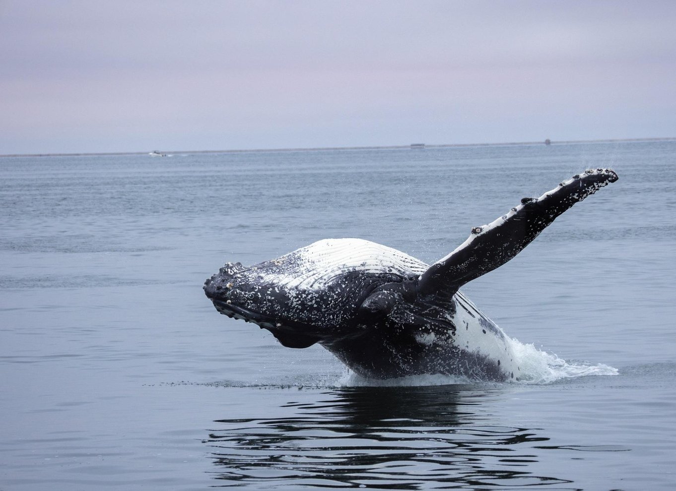 Walvis Bay: Marine Big 5 luksus katamaran tur