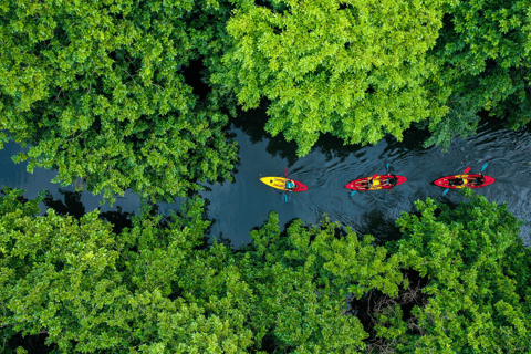 Maurice : kayak, dauphins sauvages, île Benitiers, rivièreMaurice : Kayak, dauphins sauvages, île Benitiers, rivière