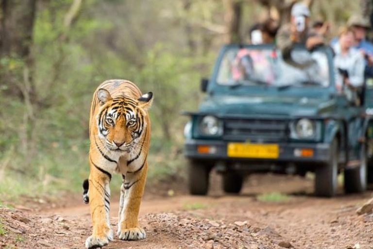 Delhi: 7 Tage Goldenes Dreieck mit Tiger-Safari &amp; VaranasiTour mit 5-Sterne-Hotel-Unterkunft