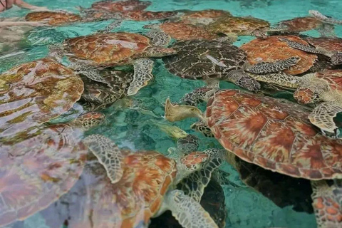 Zanzibar: Full-Day Mnemba - Turtle Swim & Sunset Dhow Cruise With Pickup From Nungwi/Kendwa Hotels