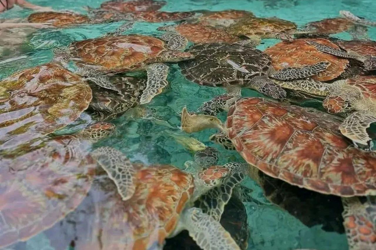 Zanzibar: Full-Day Mnemba - Turtle Swim & Sunset Dhow Cruise With Pickup From Nungwi/Kendwa Hotels