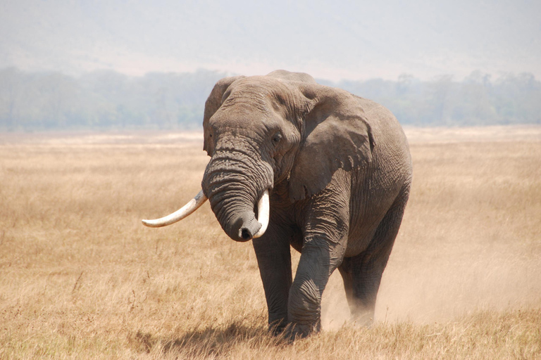 7 jours de safari en Tanzanie