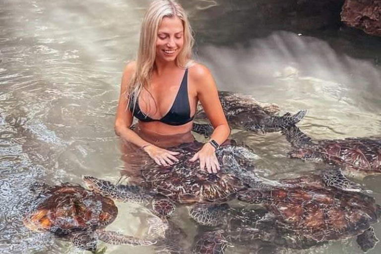 Schwimmen mit Schildkröten im Naturaquarium