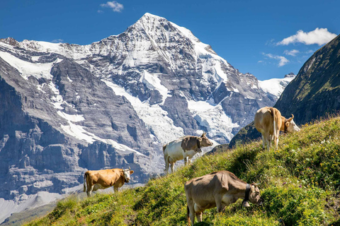 Männlichen : dégustation de fromages et de chocolats au sommet de la montagneMännlichen : Dégustation de fromages et de chocolats au sommet de la montagne