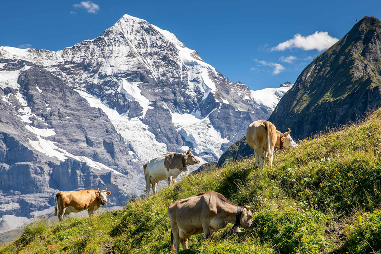 Männlichen : dégustation de fromages et de chocolats au sommet de la montagneMännlichen : Dégustation de fromages et de chocolats au sommet de la montagne