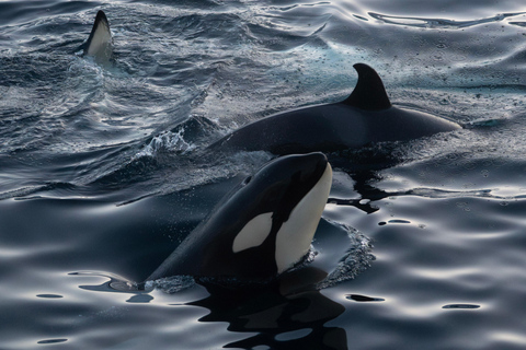 From Tromsø: Whale Watching Safari on High-Speed Catamaran