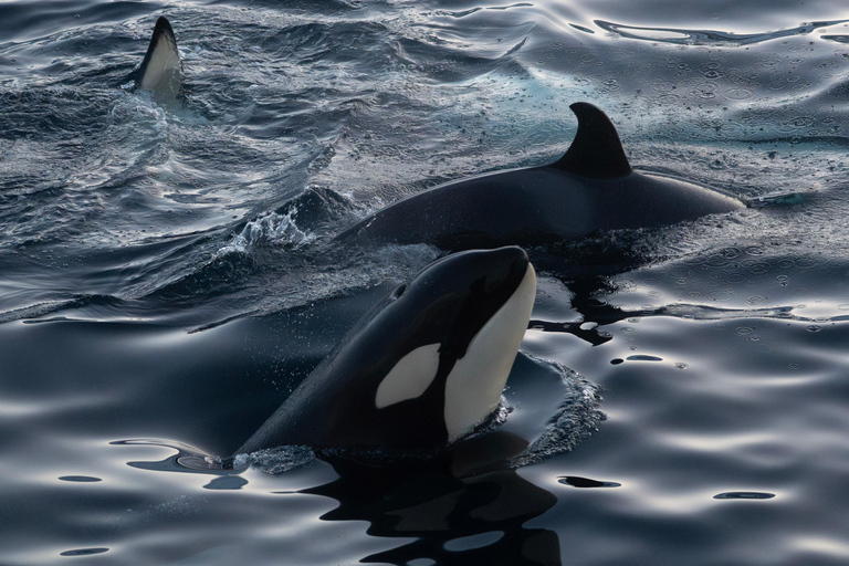 From Tromsø: Whale Watching Safari on High-Speed Catamaran