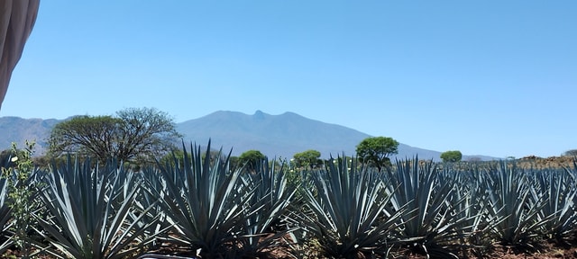 Guadalajara: Tequila Tour with Distillery Visit & Tasting