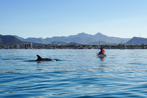 Sea Kayak Tour - Mangrove Safari