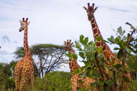 7-dniowe safari Amboseli-Bogoria/Baringo-Nakuru i Masai Mara.