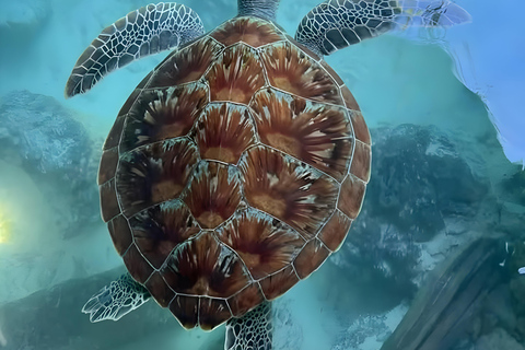 Zanzibar: Simma med sköldpaddor i Salaam-grottan och en bevarande-turKizimkazi: Salaam-grottan, simma med sköldpaddor och bevarande