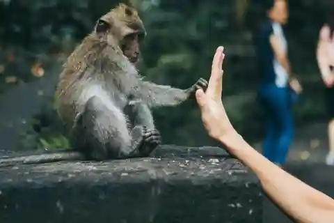 Bali : Tour em Ubud O melhor de Ubud com tudo incluído