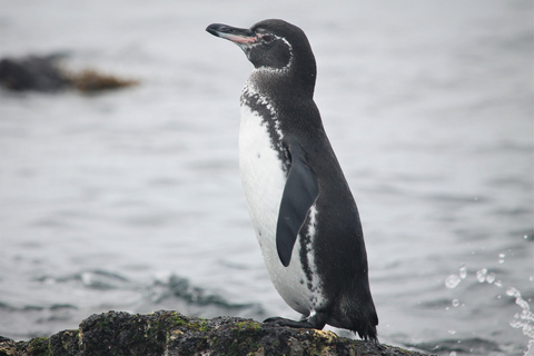GALÁPAGOS: Island hopping trip, including Quito 12 days GALÁPAGOS: Island Hopping Tour, including Quito 12 days