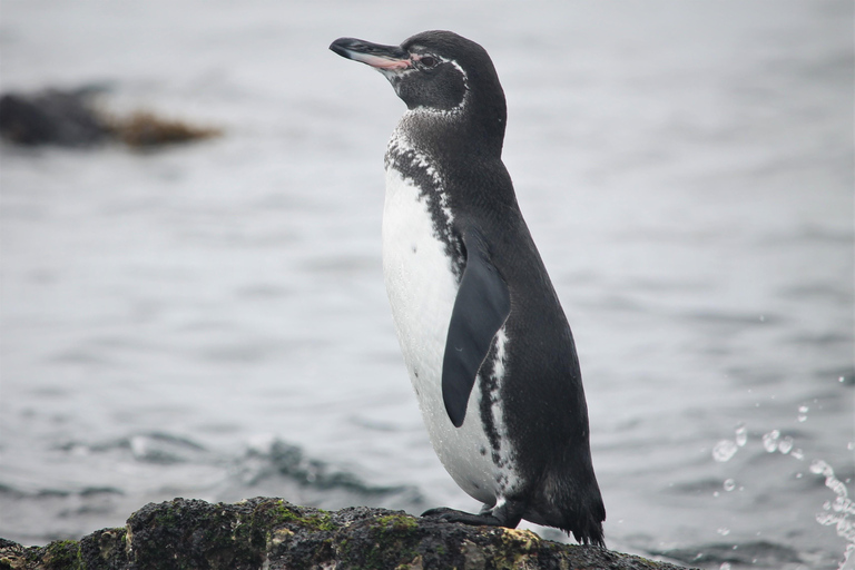 GALÁPAGOS: Island hopping trip, including Quito 12 days GALÁPAGOS: Island Hopping Tour, including Quito 12 days