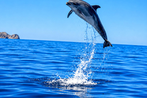 Can Picafort: Dolphin Watching Boat Tour with Swimming&caves Can Picafort: Dolphin Watching Boat Tour with Swimming stop