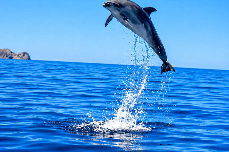 Can Picafort: Dolphin Watching Boat Tour with Swimming&caves Can Picafort: Dolphin Watching Boat Tour with Swimming stop