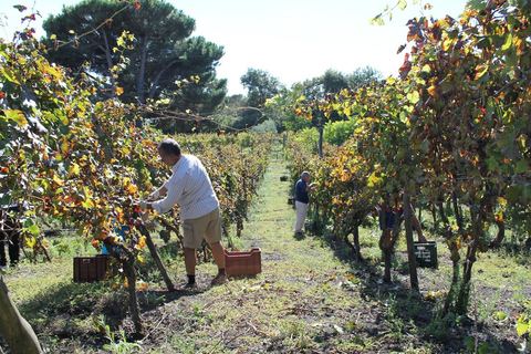 Pompeya con cata de vinos Tour privado