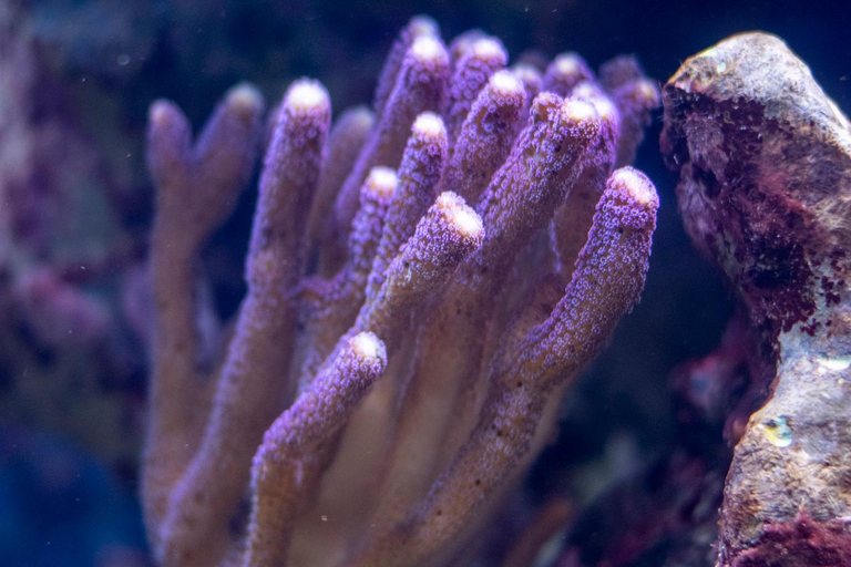 La Paz: Coral Farm Snorkel Tour
