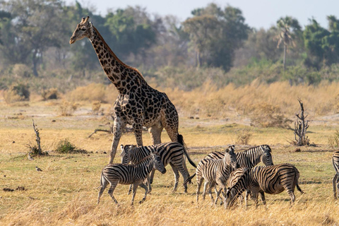 From Dar es Salaam: 1 Day Mikumi Open Jeep Safari by Train