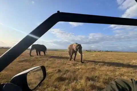 Cape Town: 3-Day Safari, Penguins & visit to Mossel Bay
